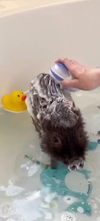 Piggy Poo and Crew Pet Shampoo & Scrub Brush Set – Perfect for Pigs, Dogs, and More! Gentle, Fresh, and Fun Bath Time for Your Pets (Lavender)