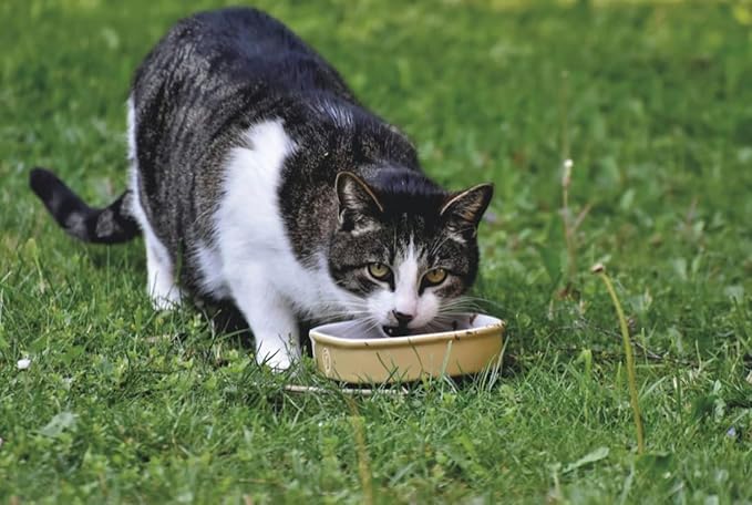 Indigenous Pet Organic Sea Kelp Flakes for Cats - 2.54 Ounce | Natural Dental Care & Fresh Breath Support | Reduces Plaque & Tartar | Boosts Immune, Digestive & Thyroid Health |