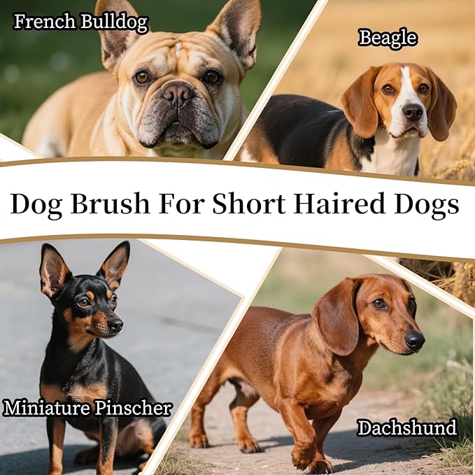 2 Pack Pet Grooming Set, Short Teeth Stainless Steel Deshedding Brush for Short-Haired Dogs and Soft Silicone Circular Bath Brush, Efficient Fur Removal and Gentle Cleaning (White, Small)