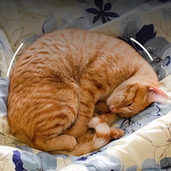 Best Shot Scentament Spa Caressing Puppy Wash, Mandarin Jasmine Honey, 16 oz