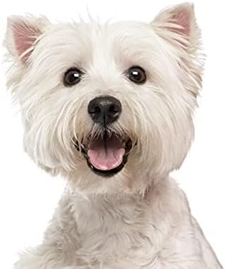 Eye Envy Tear Stain Remover Solution for Dogs. 100% Natural, Safe. Treats The Cause of Stains. Recommended by AKC Breeders, Vets, Handlers, Groomers. Contains Colloidal Silver. 2 oz. Made in USA