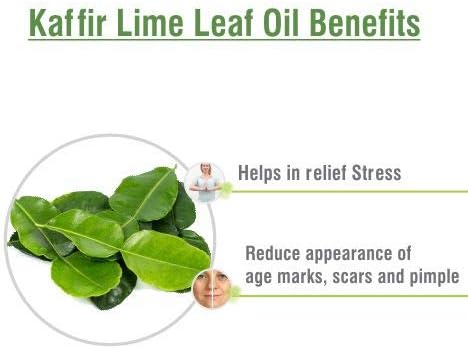 Kaffir Lime Leaf Oil (Citrus Hystrix) 100% Pure & Natural - Undiluted Uncut Essential Oil - Perfect for Aromatherapy - Therapeutic Grade - 15 ML