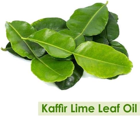 Kaffir Lime Leaf Oil (Citrus Hystrix) 100% Pure & Natural - Undiluted Uncut Essential Oil - Perfect for Aromatherapy - Therapeutic Grade - 15 ML