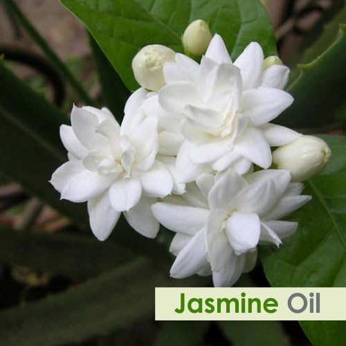 Jasmine (Jasminun Officinale.) 100% Pure & Natural Undiluted Essential Oil Organic Standard Steam Distilled Oil for Moisturize & Nourish Skin, Room Freshner/DIY Oil - 30ml