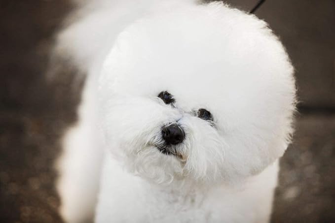 Eye Envy Gentle Action Dry Applicator Pads for Dogs and Cats. Use with Tear Stain Remover Solution. 30 Count with Reusable Jar. Waffle-Like Texture Gently Cleans. Lint Free, Non-Absorbent