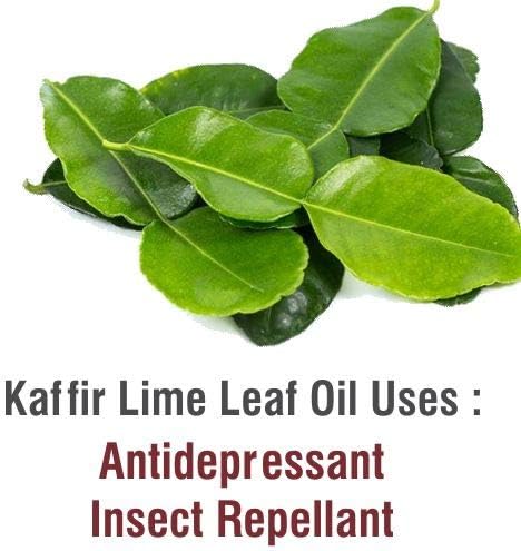 Kaffir Lime Leaf Oil (Citrus Hystrix) 100% Pure & Natural - Undiluted Uncut Essential Oil - Perfect for Aromatherapy - Therapeutic Grade - 15 ML