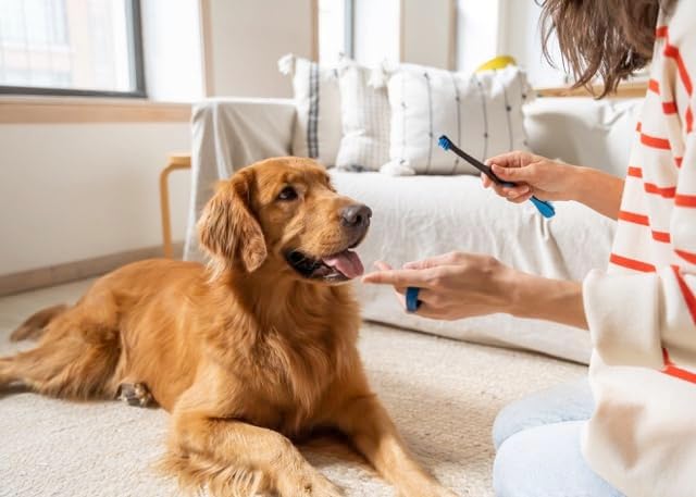 Paw Ready Doggy Breath to Doggy Fresh Dog Dental Care Kit Includes Enzymatic Toothpaste, Dual Brush Head Toothbrush with Angled Bristles and Blue Bite Block to Gently Keep Pets Jaw Open (Blue, Medium)