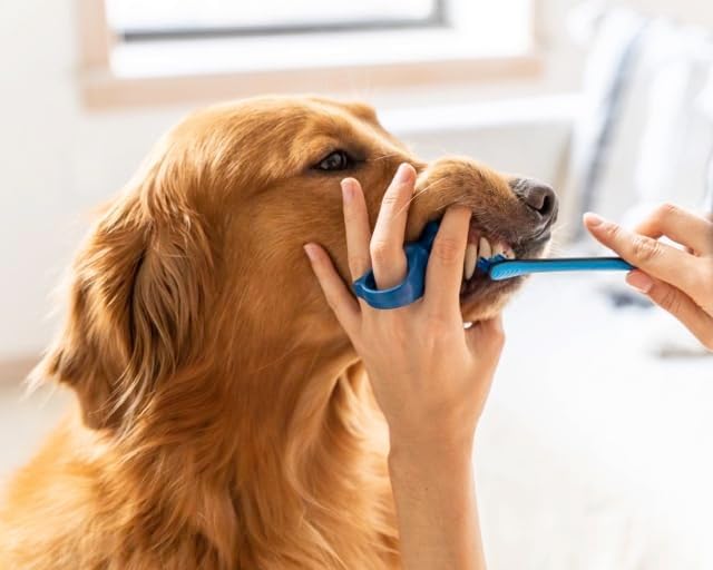 Paw Ready Doggy Breath to Doggy Fresh Dog Dental Care Kit Includes Enzymatic Toothpaste, Dual Brush Head Toothbrush with Angled Bristles and Blue Bite Block to Gently Keep Pets Jaw Open (Blue, Small)