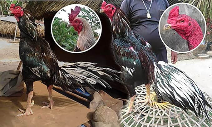 HULX Power Plus 100 Tablets, Fast Increasing Energy Formula Rooster Booster Vitamins Health Chicken Supplement for Good Health, Build Muscle, Blood, Power Feed Poultry Bird Hen Food