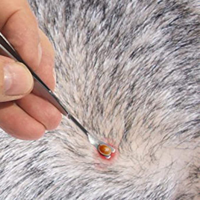 eTradewinds Tick Remover Tool | Hygienic All Stainless Steel Tick Removal Tool with Leather Case (6-Pack)