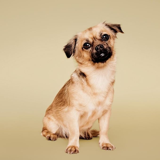 Paul Mitchell Pet Soothing Oatmeal Conditioning Spray, Gentle Formula, Grooming Spray for Dogs, 8.5 fl. oz