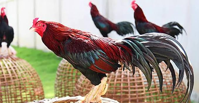 HULX Power Plus 100 Tablets, Fast Increasing Energy Formula Rooster Booster Vitamins Health Chicken Supplement for Good Health, Build Muscle, Blood, Power Feed Poultry Bird Hen Food