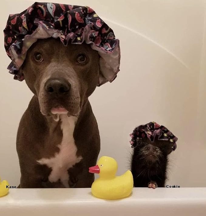 Piggy Poo and Crew Pet Shampoo & Scrub Brush Set – Perfect for Pigs, Dogs, and More! Gentle, Fresh, and Fun Bath Time for Your Pets (Lavender)