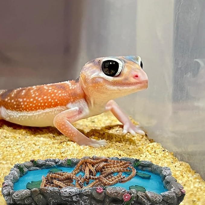 2PCS Reptile Feeding Dish Bearded Dragon Food Bowl Reptile Water Bowl for Gecko, Tortoise, Snake, Hermit Crab,Frog, Lizard (Large＋Medium)