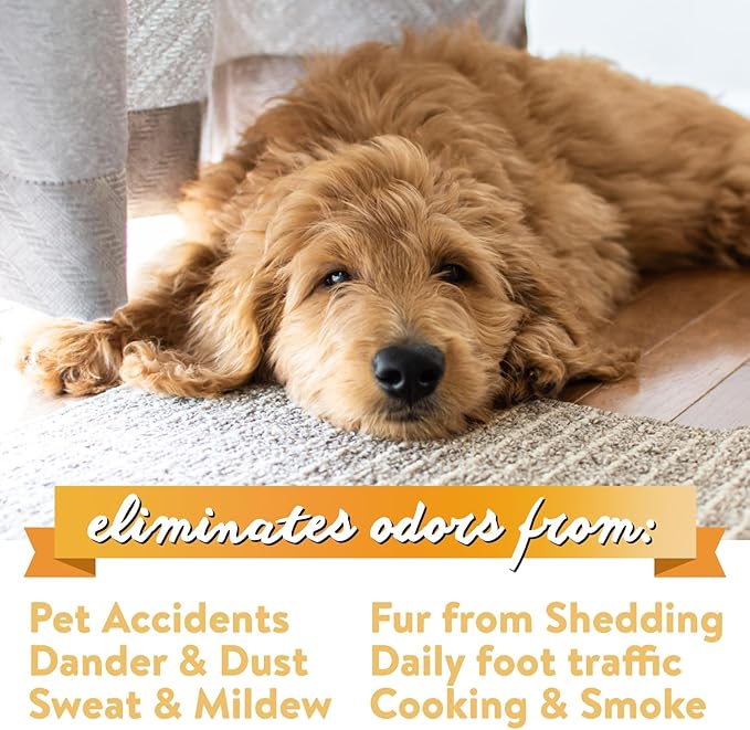 Bodhi Dog Natural Carpet Deodorizer Powder - Dry Pet Smell Eliminator & Urine Odor Remover - Loosens Fur & Dirt - Plant-Based Room Freshener for Vacuuming Home - Fresh Laundry (Pack of 1)
