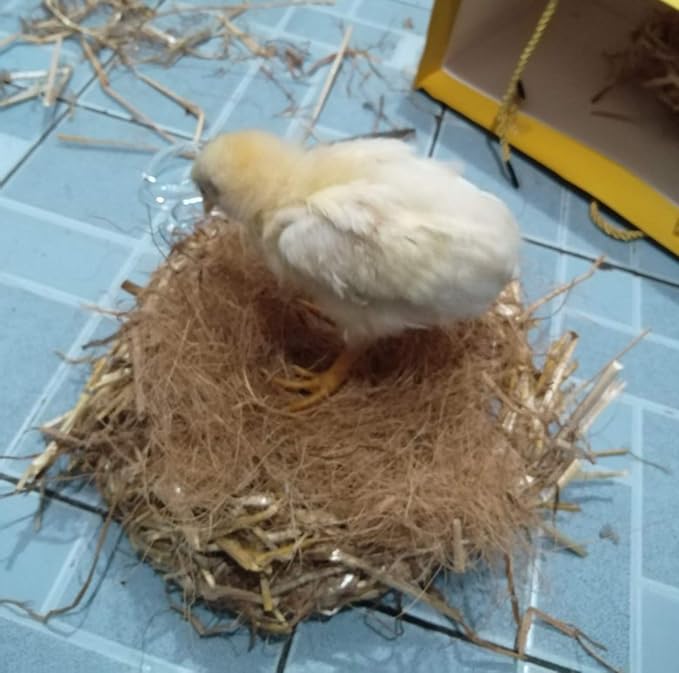 Coconut Fiber, 9oz. Comfortable Bedding for Small Birds and Animals, Nest Material for Nest Building, Hideouts, Plants and Upholstery