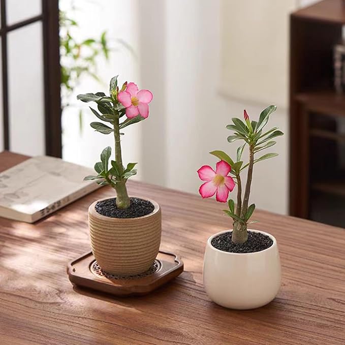 10 lbs Black Aquarium Silica Sand. Decorative Aquarium Gravel Substrate for Fish Tank, Plants Potted, Fire Pits, Candle, Vase Filler and Crafts