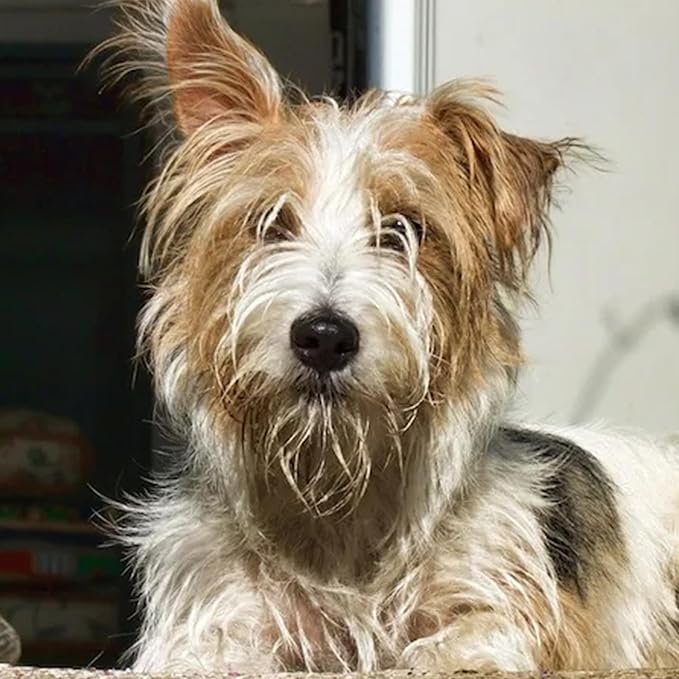 House and Hound All-in-One Pet Wash | Moisturizes, Deodorizes, Detangles – Dog Shampoo and Conditioner for Sensitive Skin – Gentle for All Breeds, Natural Ingredients – 16 oz