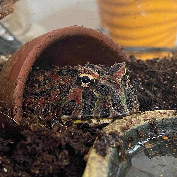 Josh's Frogs Coco Cradle (25 Liters)