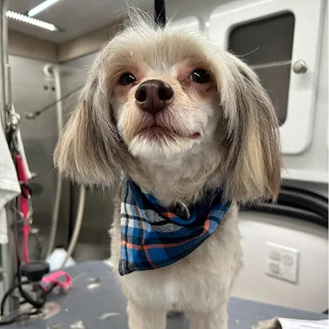 House and Hound All-in-One Pet Wash | Moisturizes, Deodorizes, Detangles – Dog Shampoo and Conditioner for Sensitive Skin – Gentle for All Breeds, Natural Ingredients – 16 oz