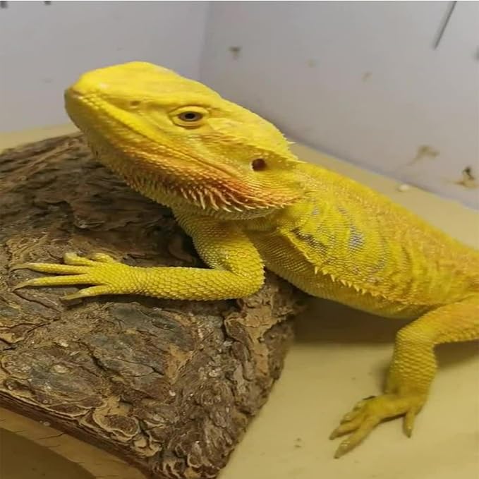 5 Pack Reptile Cork Bark Bulk Reptile 3.93x7.87inch Bark Bedding Natural Flat Cork Wood Pieces Terrarium Substrate Tank Supplies for Bearded Dragon Snake Spiders Hermit Crabs Geckos ，Tortoise，Reptiles