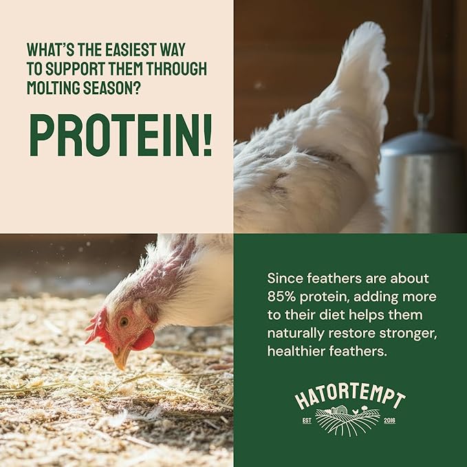 Hatortempt Dried Mealworms - 5 Lb, Non-GMO & Organic - High-Protein Mealworms for Wild Birds & Ducks, Chicken Treats & Bird Food