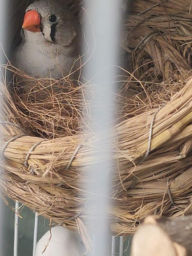 Coconut Fiber, 9oz. Comfortable Bedding for Small Birds and Animals, Nest Material for Nest Building, Hideouts, Plants and Upholstery