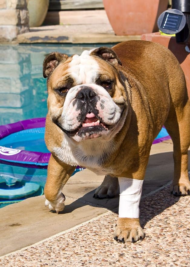 PawFlex Protective Sleeve Tubular Cover - Bandages - for Dogs Cats and Other Pets First Aid Wound Care Comfortable Non-Adhesive Breathable & Water Resistant 18 Strips (yields 36-54 Covers)-(Large)