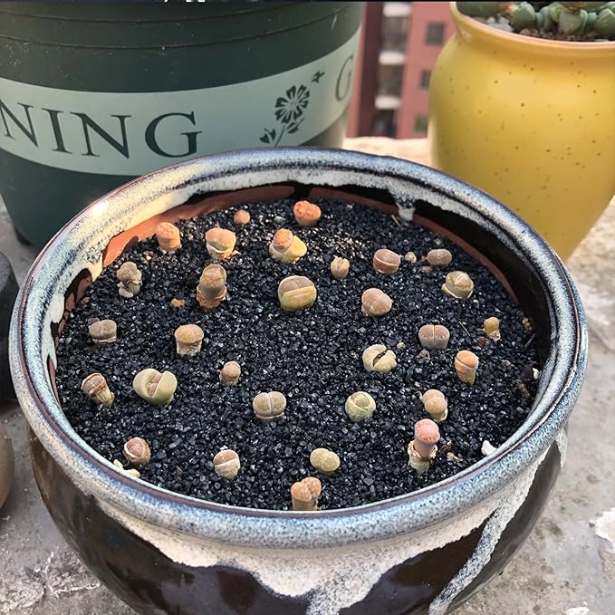 10 lbs Black Aquarium Silica Sand. Decorative Aquarium Gravel Substrate for Fish Tank, Plants Potted, Fire Pits, Candle, Vase Filler and Crafts