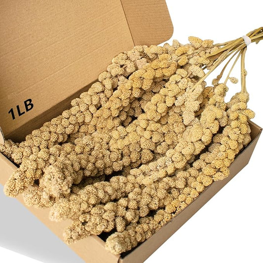 Jmxu's Spray Millet Treat for Birds Parakeets, Natural Sun-Dried Birds Millet for Cockatiel, Budgie, Finches, Parrots, Hamster