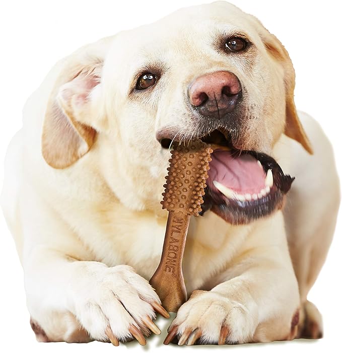 Nylabone Nutri Dent Dog Dental Chews - Natural Dog Teeth Cleaning & Breath Freshener - Dental Treats for Dogs - Filet Mignon Flavor, Large (20 Count)