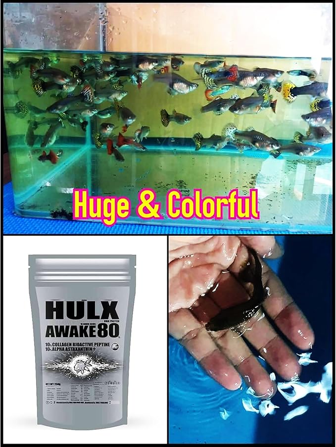 HULX Awake Goldfish Food Sinking for Big Muscle & Mass Weight Gain, Whey Mixed High Protein 60% Fish Food Growth Fast Formula 500 Gram, Healthy, Color Enhancing Clear Water Fish Feed