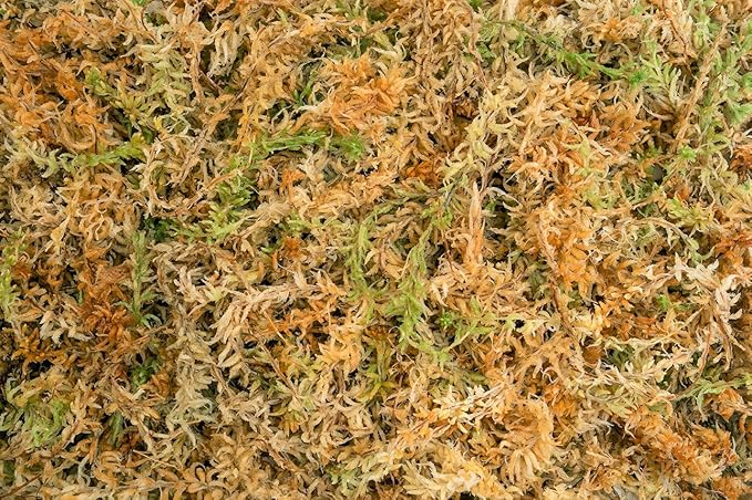 Sphagnum Moss 40 Liters New Zealand Grade AA Great for Reptiles, Bedding and Terrarium 500 Gram Bale