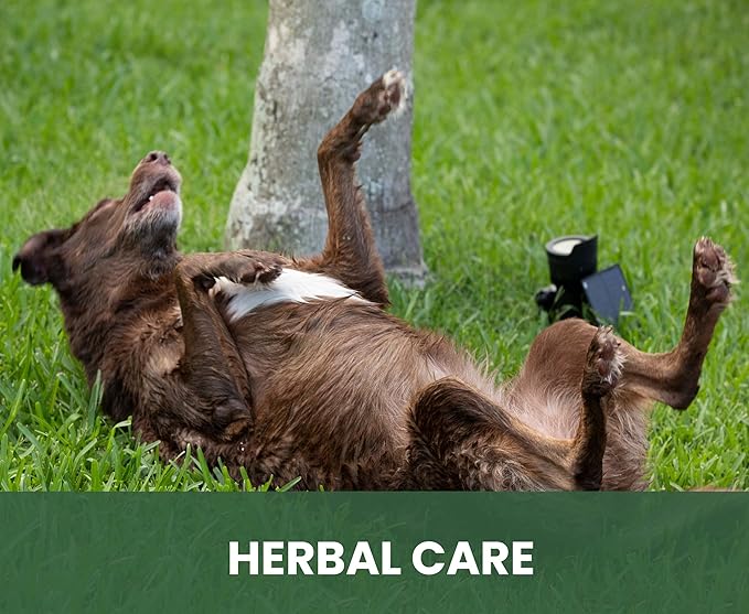 Holistic Natural Anti-Fungal Shampoo for Dogs, Cats & Horses: Veterinarian Recommended: Relieve Itching & Flaking Skin Caused by Fungal Infections & Skin Conditions - Made in USA - 16 oz