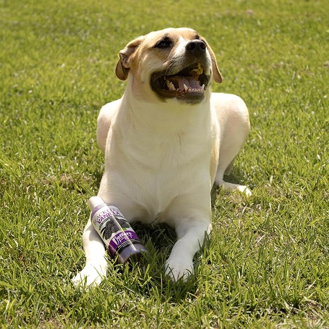 Jeffers Pet BlackBerry Vanilla Shampoo 17 oz - Gentle Tearless Formula for Sensitive Skin, Aloe Vera & Coconut Oils, Safe for Dogs, Cat & Rabbit, PH Neutral, Detergent Free, Healthy Coat Care