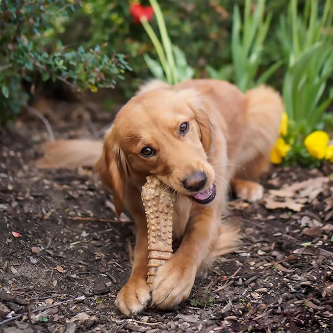 Nylabone Nutri Dent Dog Dental Chews - Natural Dog Teeth Cleaning & Breath Freshener - Dental Treats for Dogs - Filet Mignon Flavor, X-Large (1 Count) (Pack of 2)