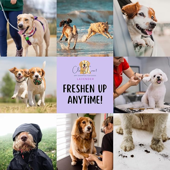 Dry Shampoo & Coat Deodorizer for Dogs (Lavender) | Waterless No-Rinse Squeeze Bottle Powder Formula | Calming Lavender Scent | Talc and Alcohol Free | Safe for Sensitive Skin | Made in USA