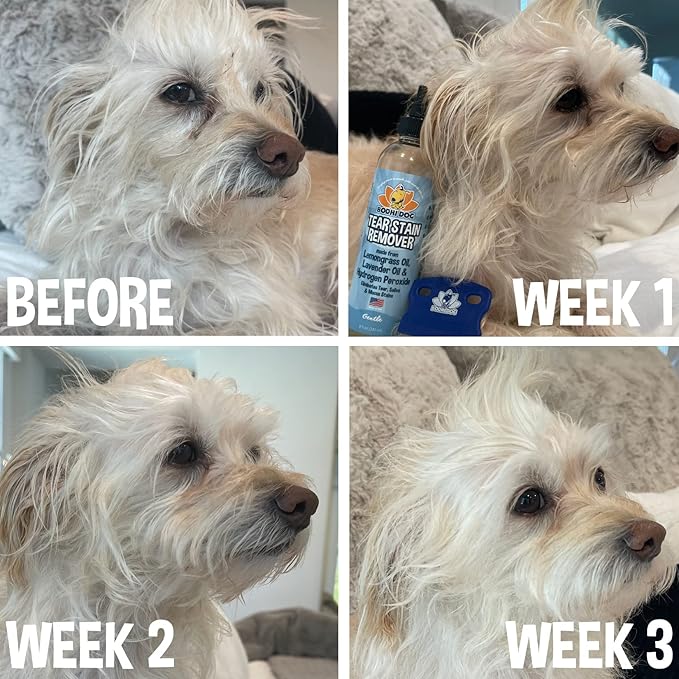 Bodhi Dog Tear Stain Remover - Removes Tears, Saliva & Mucus Stains from Dogs & Cats - Gentle, Natural Solution for Sensitive Fur & Coats, Alcohol-Free, Made in USA (8 Fl Oz)