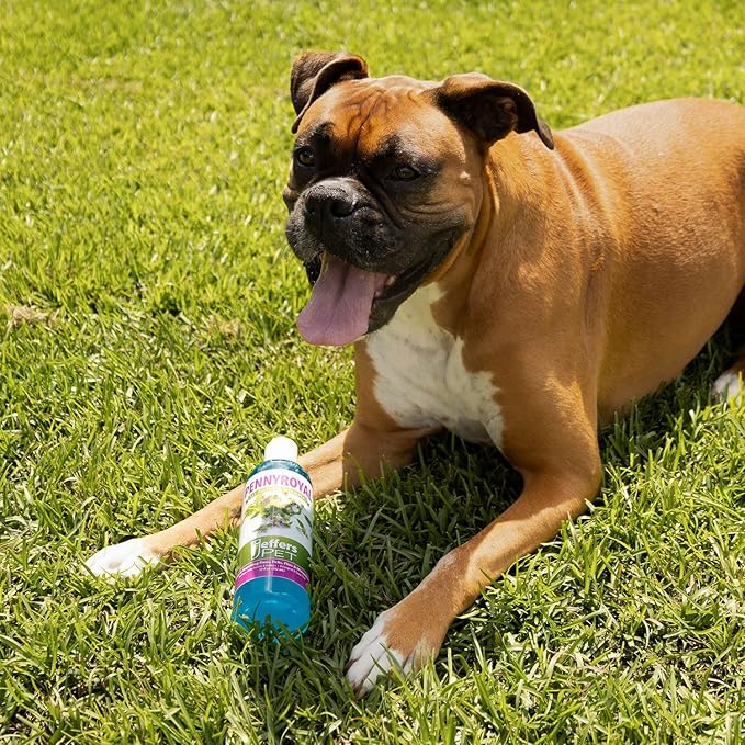 Jeffers Pet Pennyroyal Natural Shampoo for Dogs & Cats, Rabbits & Ferrets - Soap Free & Detergent Free, Fresh Mint Scent, Deep Cleansing & Gentle on Skin, Coat Grooming Care, Made in USA, 17 oz