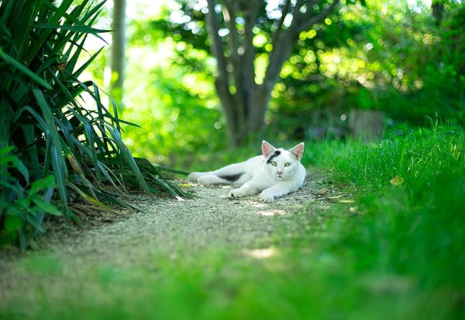 Flea and Tick Collar for Cats,12-Month Protection, Natural Ingredients, Waterproof & Adjustable,Includes Flea Comb & Tick Removal Tool,2 Pack