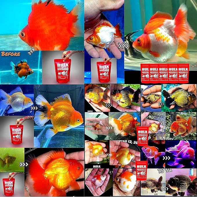 HULX Goldfish Food Sinking Pellets for Big Muscle & Mass Weight Gain, Whey Mixed High Protein 60% Fish Food Growth Fast Formula 1.32 Lb.(600 Gram.) 1mm, Healthy, Color Enhancing Clear Water Fish Feed