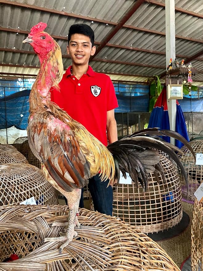 HULX Super Pigeon 100 Tablets, Bird Booster & Rooster Booster Speed Vitamins Health Chicken Supplement Increasing Energy Flying, Muscle Bone, Reduce Cramp Feed All Poultry Hen Food