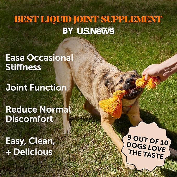 Pet Honesty Dog Joint Supplement with Salmon Oil for Dogs - Ease Stiffness, Reduce Discomfort & Support Joint Mobility Liquid Supplement, Dog Food Topper Bone Broth with Glucosamine for Dogs (12 oz)