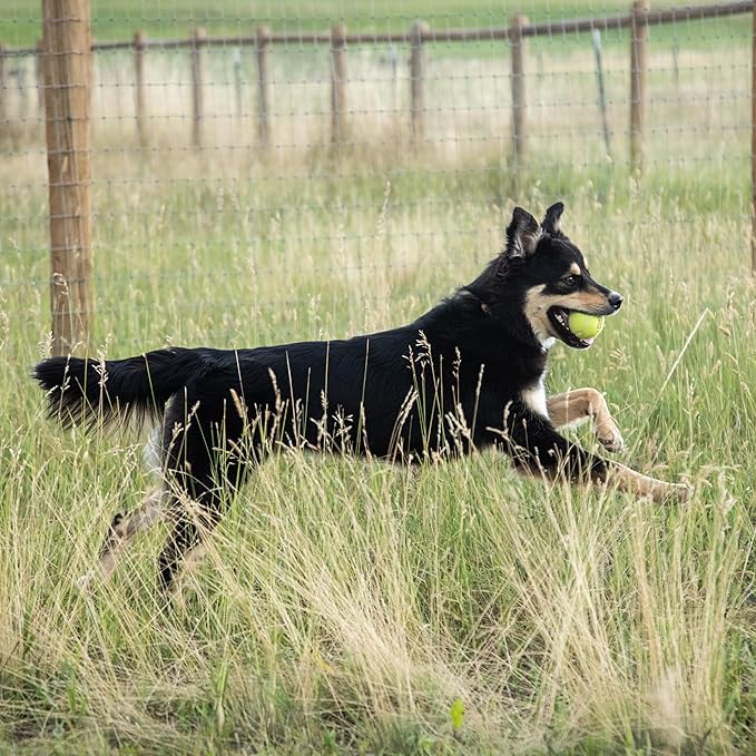 InClover Connectin Natural Hip & Joint Supplement for Dogs with Glucosamine, Chondroitin & Hyaluronic Acid - Soft Chew for Dog Mobility, Comfort & Active Lifestyle Support, 300 Count