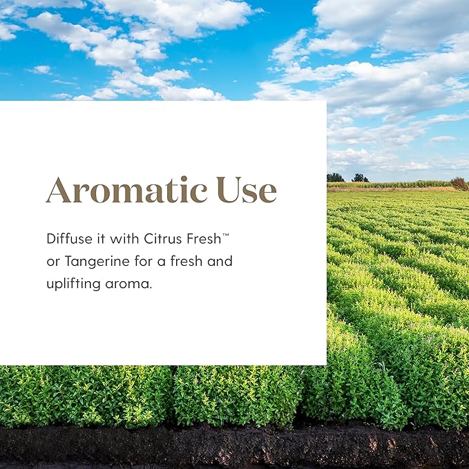 Spearmint Essential Oil 5ml by Young Living - Provides Aromatic Comfort, Digestive and General Wellness Support, Massage Oil, Diffuse it with Citrus Fresh, Refreshing Scent