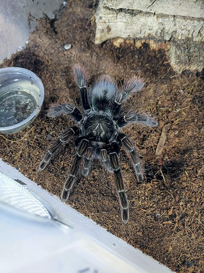 Josh's Frogs Coco Cradle (25 Liters)